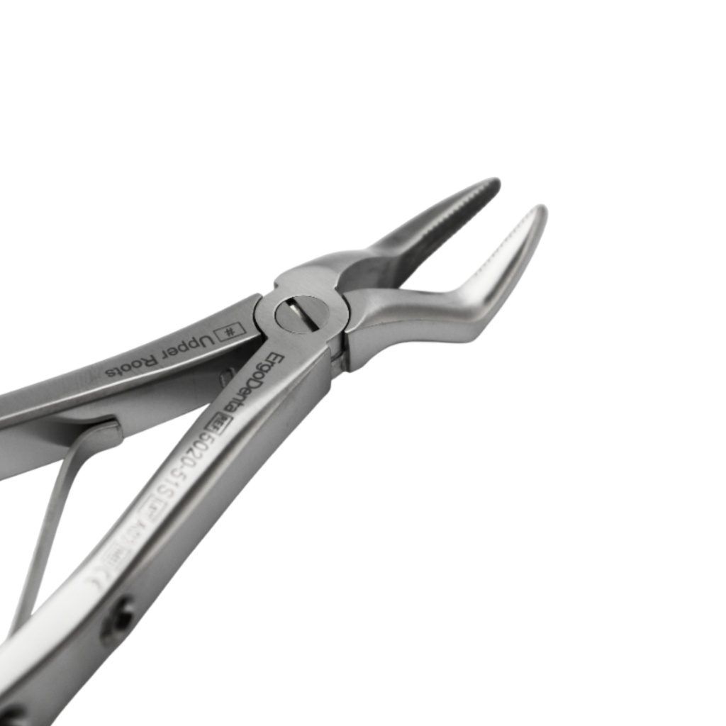 Fig. 51S, Upper Roots