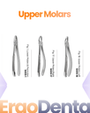 Upper Molars Forceps I