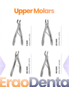 Upper Molars Forceps