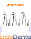 Lower Molars Forceps