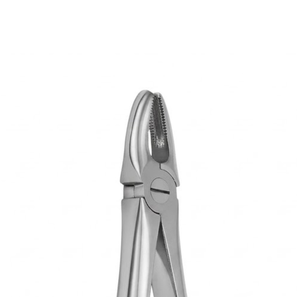 Upper Incisors and Molars | Standard Extraction Forcep | ErgoDenta