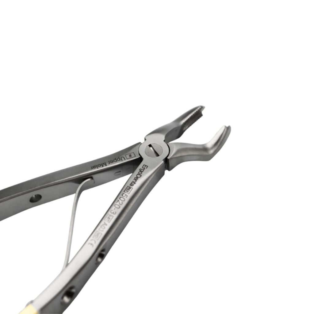Fig. 3 Upper Molar