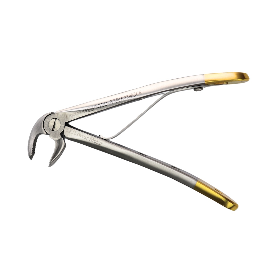 Fig. 6, Lower Molar
