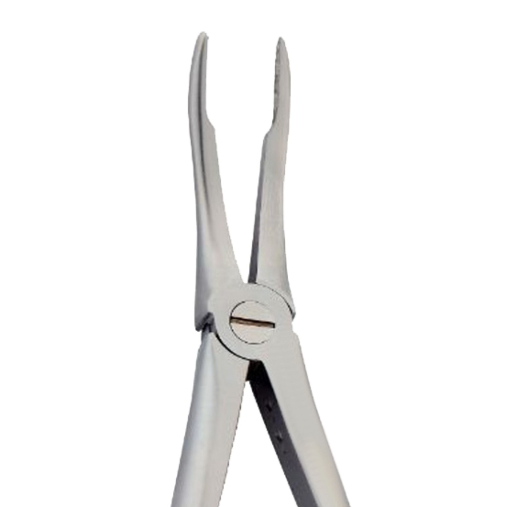 Fig. 144. Upper Roots