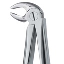 Lower Molars, Right | Standard Extraction Forcep | ErgoDenta