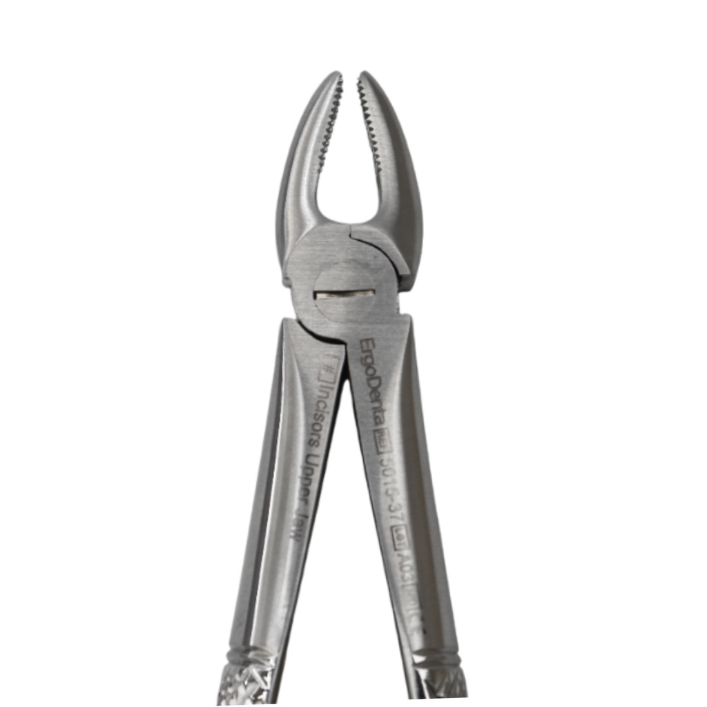 Fig. 37 Incisors, Upper Jaw