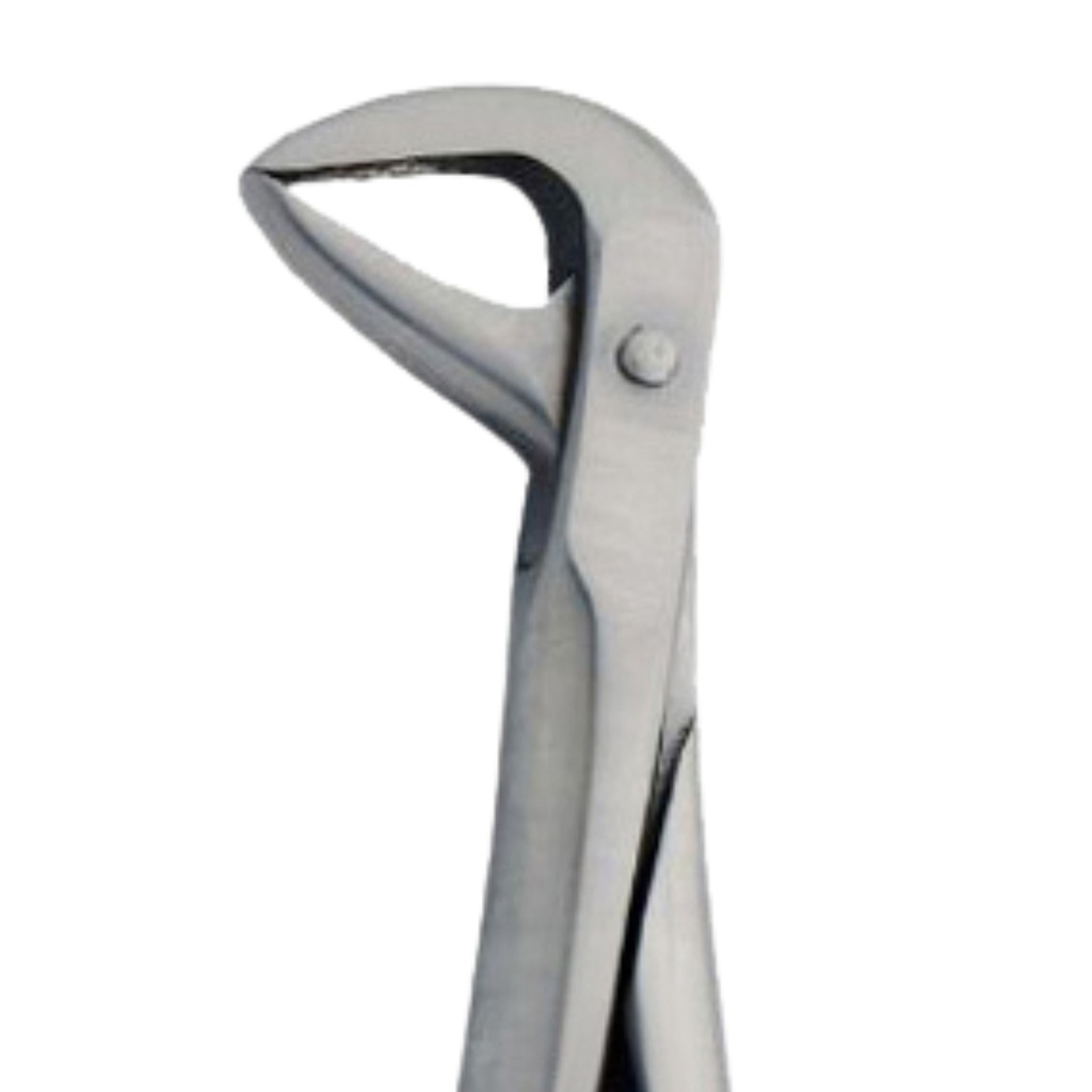 Fig. 86B. Lower Molars