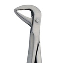 Fig. 86B. Lower Molars