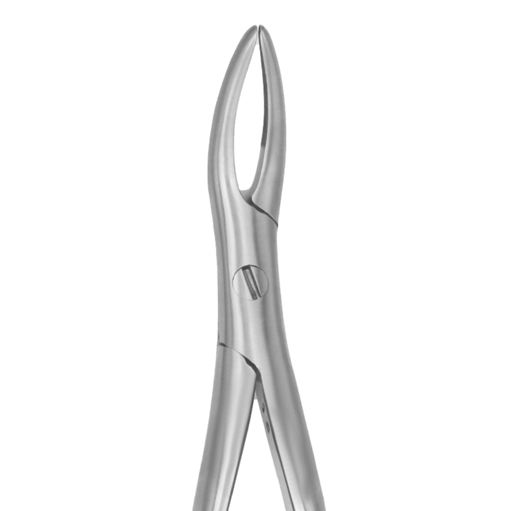 Fig. 98. Witzel (Upper roots)