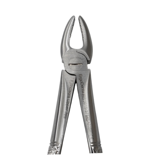 [5015-37] Fig. 37 Incisors, Upper Jaw