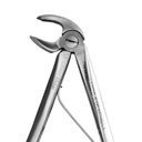 Fig. 6, Lower Molar